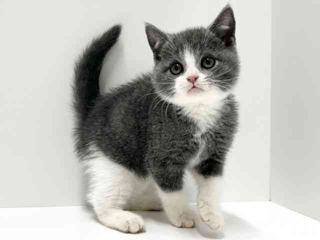 愛知県のブリティッシュショートヘアー (ひごペットフレンドリーららぽーと名古屋みなとアクルス店/2025年10月10日生まれ/男の子/ブルーホワイト)の子猫の3枚目の画像