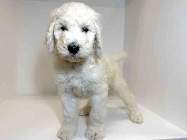 兵庫県のスタンダードプードル (ひごペットフレンドリーイトーヨーカドー明石店/2025年10月10日生まれ/男の子/ホワイト)の子犬の3枚目の画像