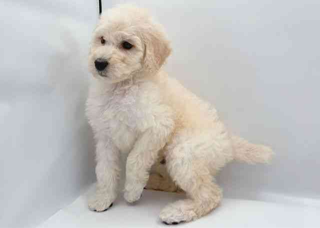 島根県のスタンダードプードル (ひごペットフレンドリーイオン松江ショッピングセンター店/2025年10月10日生まれ/男の子/ホワイト)の子犬の3枚目の画像