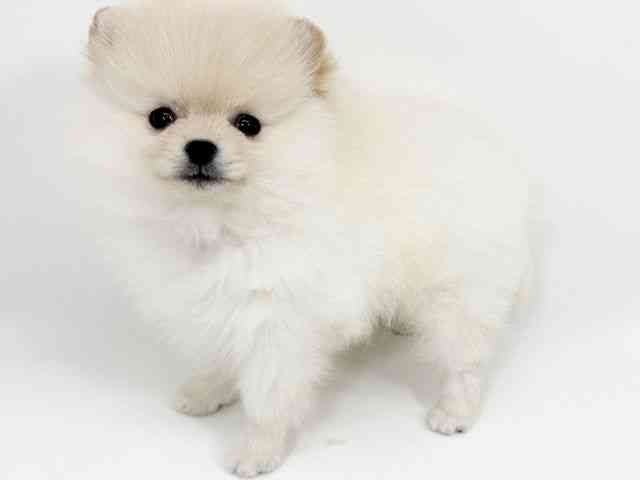 京都府のポメラニアン (ひごペットフレンドリーイズミヤショッピングセンター八幡店/2025年10月13日生まれ/女の子/クリーム)の子犬の3枚目の画像