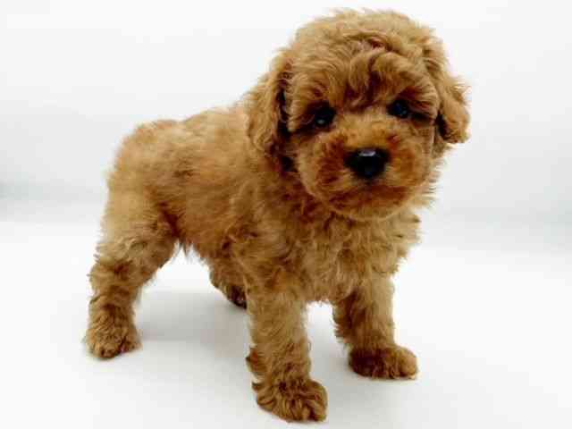 兵庫県のトイプードル(トイ) (ひごペットフレンドリーコロワ甲子園店/2025年10月12日生まれ/男の子/レッド)の子犬の3枚目の画像