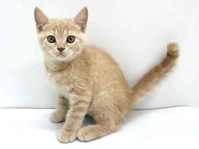 大阪府のブリティッシュショートヘアー (ひごペットフレンドリーイオンタウン茨木太田店/2025年10月13日生まれ/男の子/クリーム)の子猫の3枚目の画像