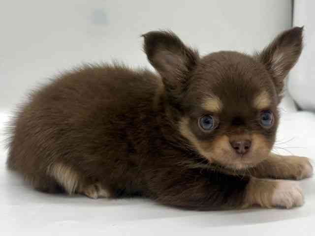 京都府のチワワ(ロング) (ひごペットフレンドリー京都店/2025年10月14日生まれ/男の子/チョコレートタンホワイト)の子犬の3枚目の画像