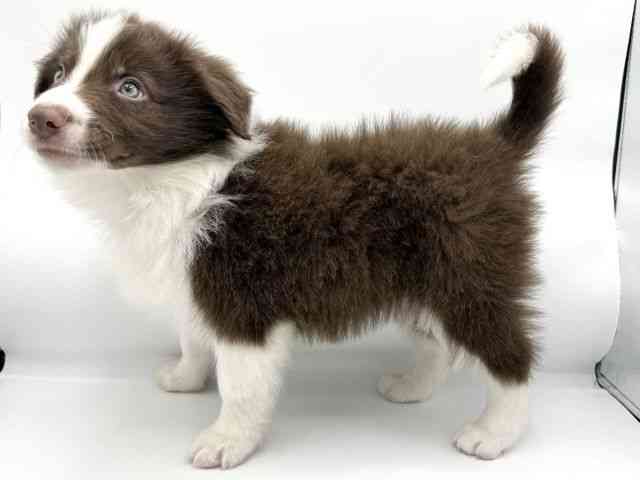 大阪府のボーダーコリー (ひごペットフレンドリーららぽーとEXPOCITY店/2025年10月14日生まれ/男の子/チョコレートホワイト)の子犬の3枚目の画像