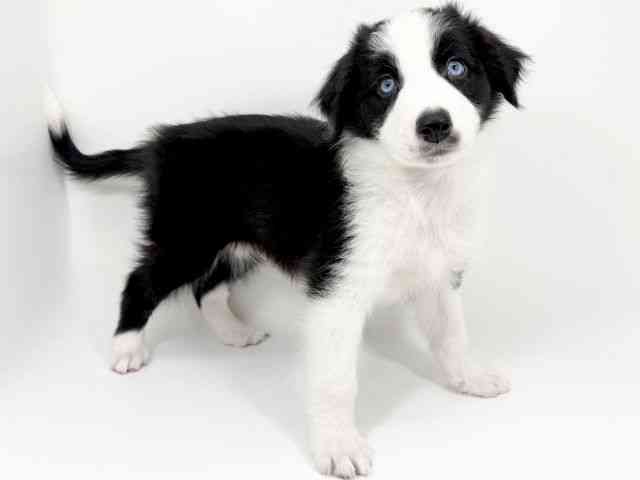 京都府のハーフ犬・ミックス犬 (ひごペットフレンドリーイズミヤショッピングセンター八幡店/2025年10月14日生まれ/男の子/ブラックホワイト)の子犬の3枚目の画像