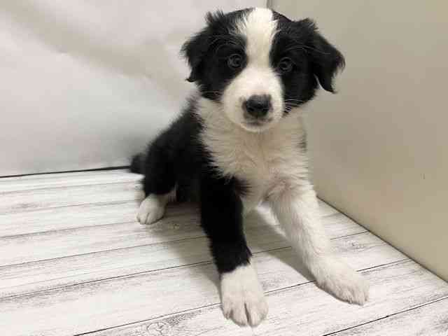 和歌山県のハーフ犬・ミックス犬 (ひごペットフレンドリーパームシティ和歌山店/2025年10月14日生まれ/男の子/ブラックホワイト)の子犬の3枚目の画像