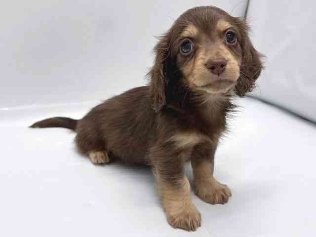 京都府のミニチュアダックスフンド(ロング) (ひごペットフレンドリー京都店/2025年10月10日生まれ/女の子/チョコレートイエロー)の子犬の3枚目の画像