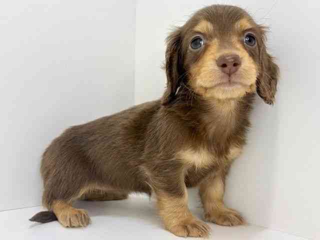 大阪府のミニチュアダックスフンド(ロング) (ひごペットフレンドリーいこらもーる泉佐野店/2025年10月10日生まれ/女の子/チョコレートタン)の子犬の3枚目の画像