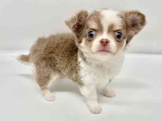 大阪府のチワワ(ロング) (ひごペットフレンドリーイオンタウン豊中庄内店/2025年10月12日生まれ/男の子/イザベラタンホワイト)の子犬の3枚目の画像