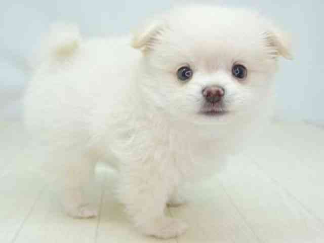 福岡県のポメマル/マルポメ(ポメラニアン×マルチーズ) (ひごペットフレンドリーゆめタウン筑紫野店/2025年10月14日生まれ/女の子/ホワイト)の子犬の3枚目の画像