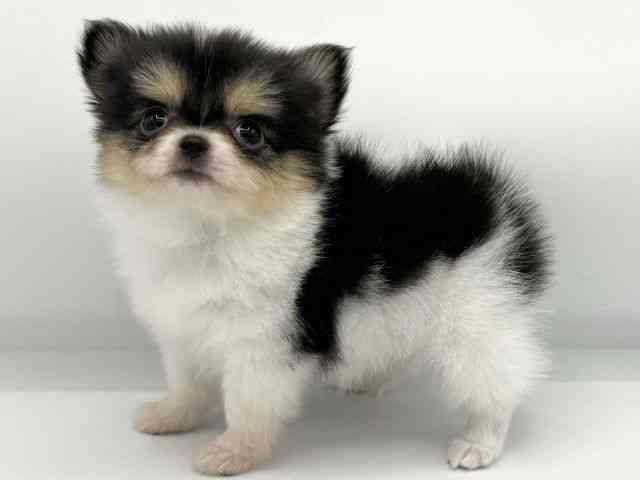 大阪府のポメチワ/チワポメ/ポメチー(ポメラニアン×チワワ) (ひごペットフレンドリーららぽーとEXPOCITY店/2025年10月14日生まれ/女の子/ブラックタンホワイト)の子犬の3枚目の画像