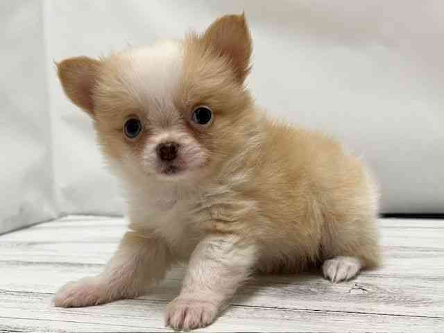 和歌山県のポメチワ/チワポメ/ポメチー(ポメラニアン×チワワ) (ひごペットフレンドリーパームシティ和歌山店/2025年10月14日生まれ/女の子/クリームホワイト)の子犬の3枚目の画像