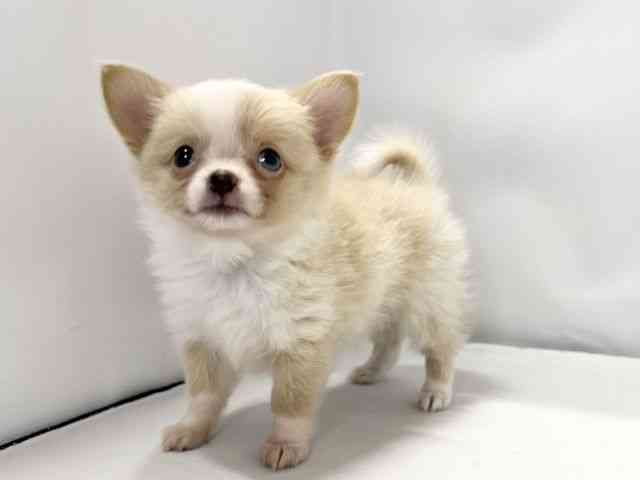 愛媛県のポメチワ/チワポメ/ポメチー(ポメラニアン×チワワ) (ひごペットフレンドリーイオンモール今治新都市店/2025年10月14日生まれ/男の子/パーティーカラー)の子犬の3枚目の画像