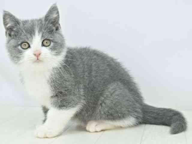 福岡県のブリティッシュショートヘアー (ひごペットフレンドリーゆめタウン筑紫野店/2025年10月10日生まれ/男の子/ブルーホワイト)の子猫の3枚目の画像