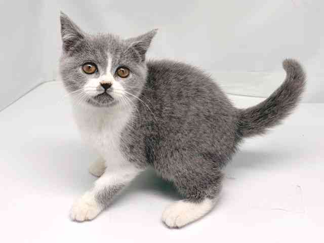 京都府のブリティッシュショートヘアー (ひごペットフレンドリー洛北阪急スクエア店/2025年10月10日生まれ/女の子/ブルーホワイト)の子猫の3枚目の画像