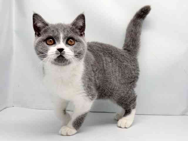 京都府のブリティッシュショートヘアー (ひごペットフレンドリー洛北阪急スクエア店/2025年10月10日生まれ/女の子/ブルーホワイト)の子猫の3枚目の画像