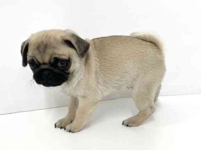 大阪府のパグ (ひごペットフレンドリーベルファⅡ都島店/2025年10月8日生まれ/女の子/フォーン)の子犬の3枚目の画像