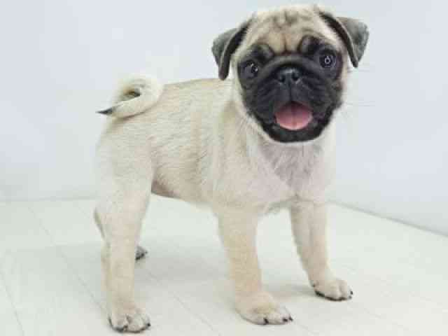 福岡県のパグ (ひごペットフレンドリーゆめタウン筑紫野店/2025年10月8日生まれ/女の子/フォーン)の子犬の3枚目の画像