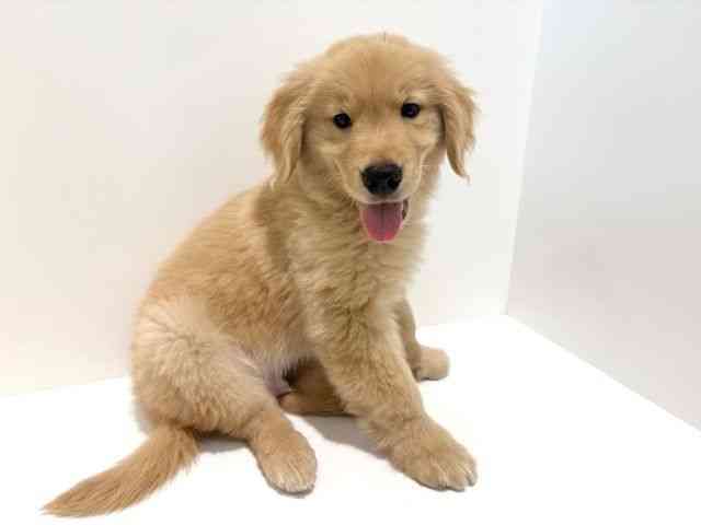 大阪府のゴールデンレトリバー (ひごペットフレンドリーイオン高槻店/2025年10月7日生まれ/男の子/ゴールデン)の子犬の3枚目の画像