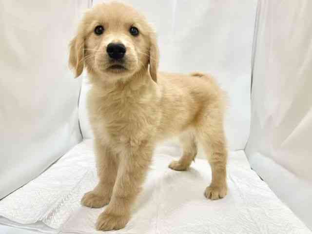 高知県のゴールデンレトリバー (ひごペットフレンドリーイオンモール高知店/2025年10月3日生まれ/男の子/ゴールデン)の子犬の3枚目の画像