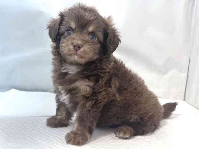 大阪府のチワプー/プーチー(チワワ×プードル) (ひごペットフレンドリー堺プラットプラット店/2025年10月13日生まれ/男の子/ブラウンタン)の子犬の3枚目の画像