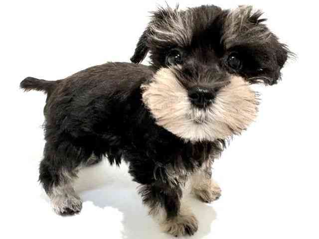 大阪府のミニチュアシュナウザー (ひごペットフレンドリーイオン高槻店/2025年10月10日生まれ/女の子/ブラックシルバー)の子犬の3枚目の画像