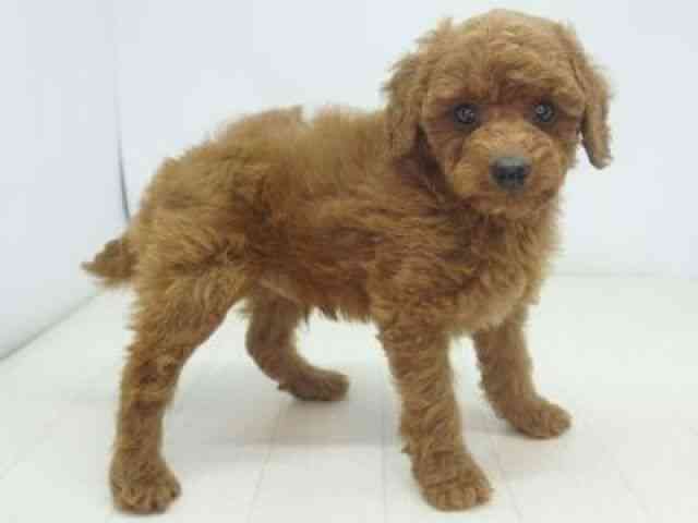 福岡県のトイプードル(トイ) (ひごペットフレンドリーゆめタウン筑紫野店/2025年10月12日生まれ/男の子/レッド)の子犬の3枚目の画像