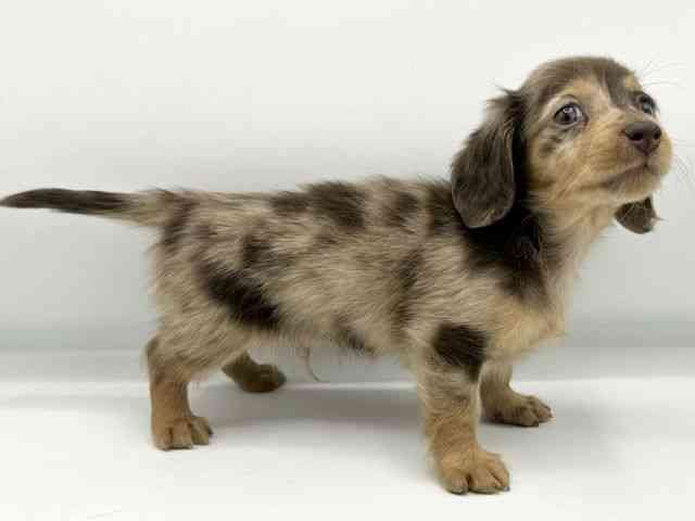 大阪府のカニンヘンダックスフンド(ロング) (ひごペットフレンドリーららぽーとEXPOCITY店/2025年10月14日生まれ/男の子/チョコレートダップル)の子犬の3枚目の画像