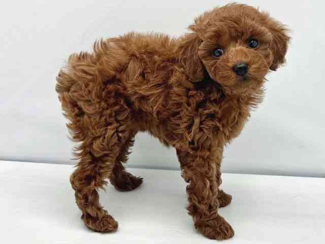 大阪府のトイプードル(トイ) (ひごペットフレンドリーイトーヨーカドー津久野店/2025年10月10日生まれ/女の子/レッド)の子犬の3枚目の画像