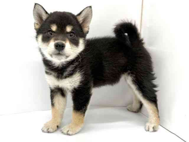 大阪府の柴犬(標準サイズ) (ひごペットフレンドリーイオンタウン茨木太田店/2025年10月14日生まれ/女の子/黒)の子犬の3枚目の画像