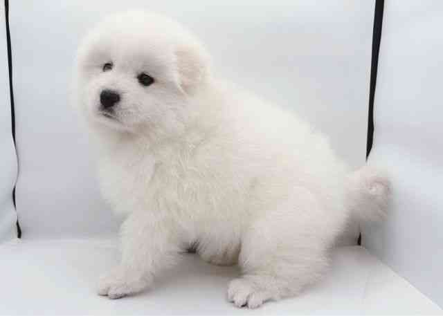 島根県のサモエド (ひごペットフレンドリーイオン松江ショッピングセンター店/2025年10月11日生まれ/男の子/ホワイト)の子犬の3枚目の画像