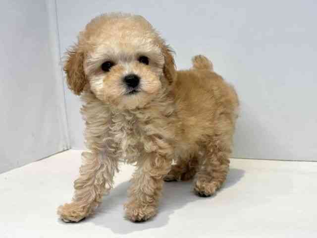 大阪府のトイプードル(トイ) (ひごペットフレンドリーセブンパーク天美店/2025年10月13日生まれ/男の子/アプリコット)の子犬の3枚目の画像