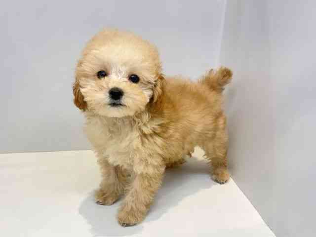 大阪府のトイプードル(トイ) (ひごペットフレンドリーセブンパーク天美店/2025年10月13日生まれ/男の子/アプリコット)の子犬の3枚目の画像