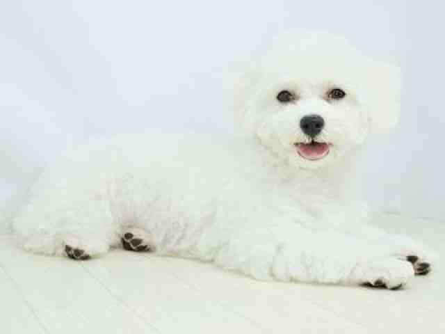 福岡県のビションフリーゼ (ひごペットフレンドリーゆめタウン筑紫野店/2025年10月14日生まれ/女の子/ホワイト)の子犬の3枚目の画像