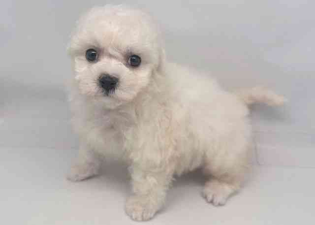 鳥取県のビションフリーゼ (ひごペットフレンドリーイオンモール鳥取北店/2025年10月14日生まれ/女の子/ホワイト)の子犬の3枚目の画像