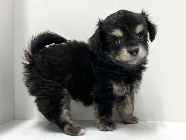 愛知県のチワプー/プーチー(チワワ×プードル) (ひごペットフレンドリーららぽーと名古屋みなとアクルス店/2025年10月14日生まれ/男の子/ブラックタン)の子犬の3枚目の画像