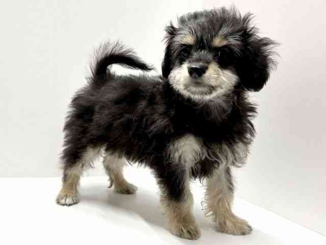 愛知県のチワプー/プーチー(チワワ×プードル) (ひごペットフレンドリーららぽーと名古屋みなとアクルス店/2025年10月14日生まれ/男の子/ブラックタン)の子犬の3枚目の画像