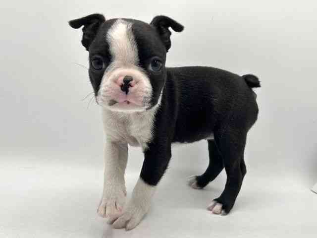 奈良県のボストンテリア (ひごペットフレンドリー田原本店/2025年10月12日生まれ/女の子/ボストンカラー)の子犬の3枚目の画像