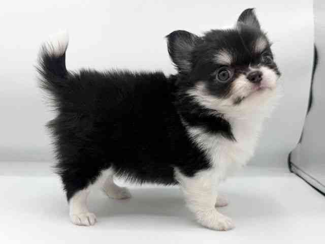 大阪府のチワワ(ロング) (ひごペットフレンドリーららぽーとEXPOCITY店/2025年10月13日生まれ/女の子/ブラックタンホワイト)の子犬の3枚目の画像