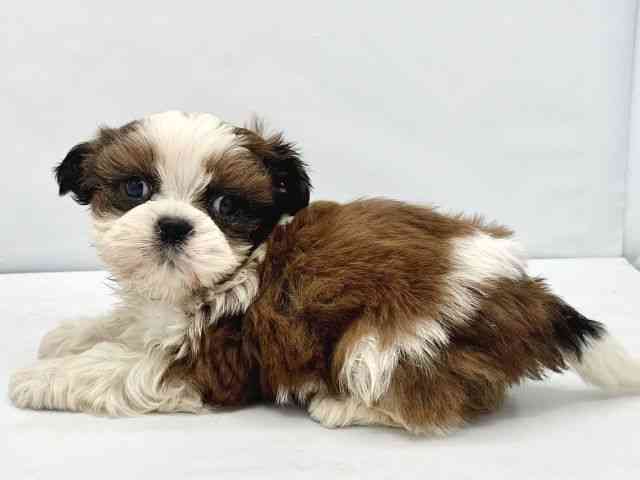 大阪府のシーズー (ひごペットフレンドリーイトーヨーカドー津久野店/2025年10月14日生まれ/男の子/ホワイトゴールド)の子犬の3枚目の画像