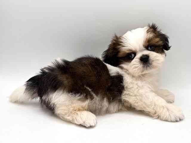 奈良県のシーズー (ひごペットフレンドリー田原本店/2025年10月14日生まれ/男の子/ホワイトゴールド)の子犬の3枚目の画像