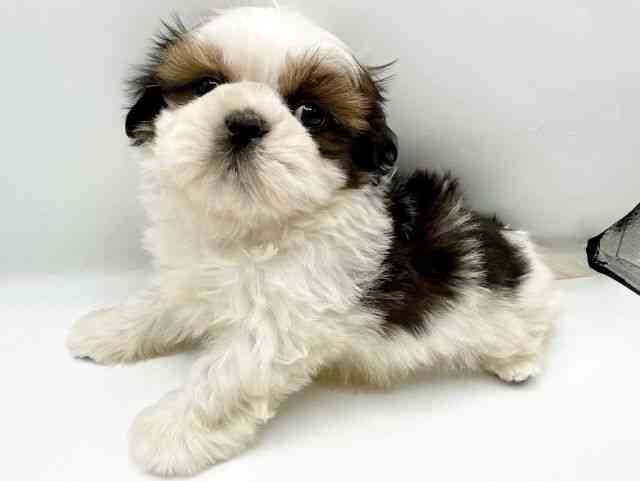 奈良県のシーズー (ひごペットフレンドリートナリエ大和高田店/2025年10月14日生まれ/男の子/ホワイトゴールド)の子犬の3枚目の画像