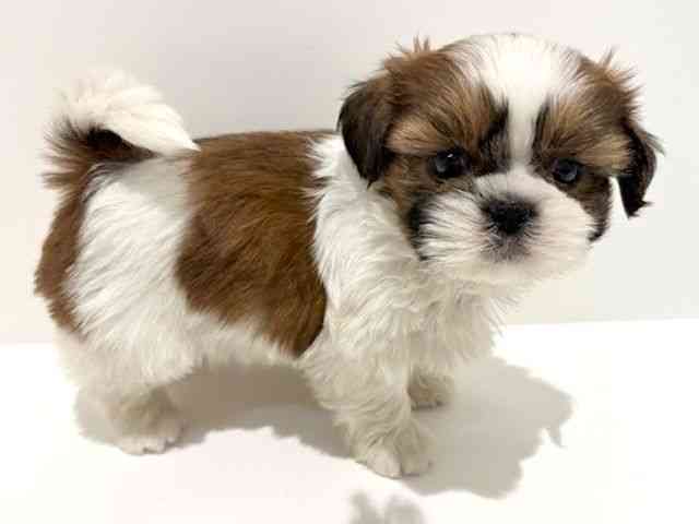 大阪府のシーズー (ひごペットフレンドリーイオン高槻店/2025年10月13日生まれ/女の子/ホワイトゴールド)の子犬の3枚目の画像