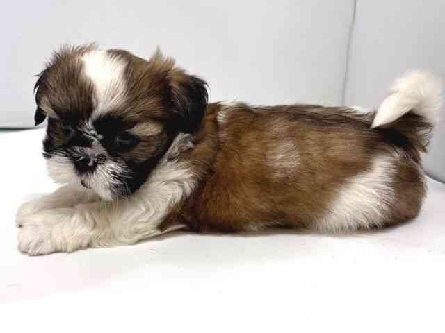 奈良県のシーズー (ひごペットフレンドリー奈良パワーシティ店/2025年10月13日生まれ/男の子/ホワイトゴールド)の子犬の3枚目の画像