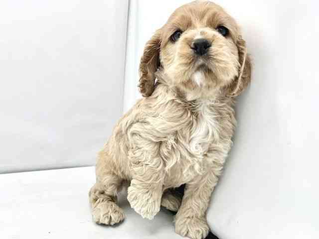 大阪府のアメリカンコッカースパニエル (ひごペットフレンドリーイトーヨーカドー津久野店/2025年10月11日生まれ/男の子/バフ)の子犬の3枚目の画像