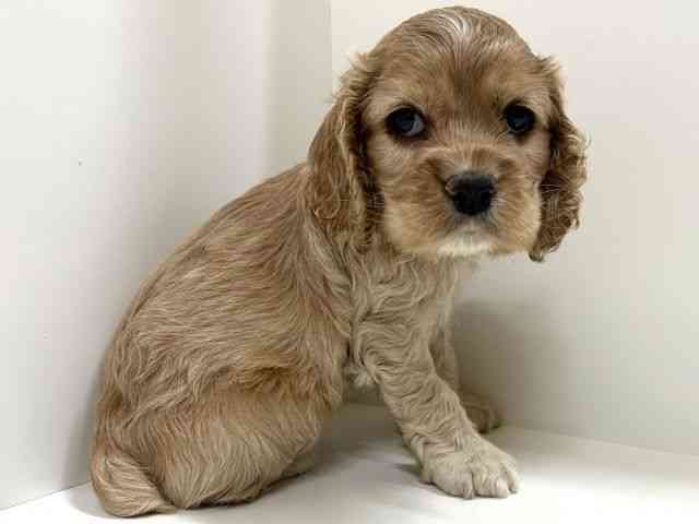 奈良県のアメリカンコッカースパニエル (ひごペットフレンドリーイオンモール橿原ウエスト・ビレッジ店/2025年10月11日生まれ/男の子/バフ)の子犬の3枚目の画像