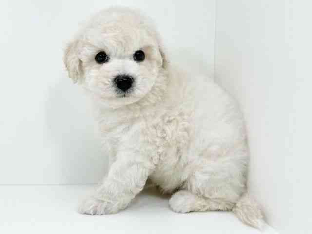 京都府のビションフリーゼ (ひごペットフレンドリーイズミヤショッピングセンター八幡店/2025年10月12日生まれ/男の子/ホワイト)の子犬の3枚目の画像