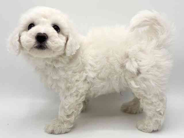 大阪府のビションフリーゼ (ひごペットフレンドリーみのおキューズモール店/2025年10月12日生まれ/男の子/ホワイト)の子犬の3枚目の画像