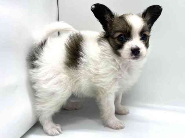 京都府のパピヨン (ひごペットフレンドリー京都店/2025年10月14日生まれ/女の子/ホワイトブラウン)の子犬の3枚目の画像