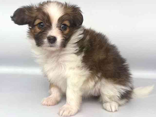 大阪府のパピヨン (ひごペットフレンドリー岸和田店/2025年10月14日生まれ/女の子/ホワイトブラウン)の子犬の3枚目の画像